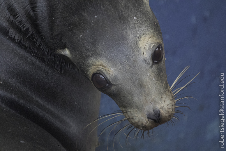 galapagos